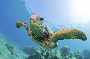 turtle1