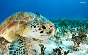 turtle10