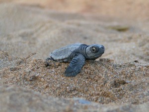 One baby turtle
