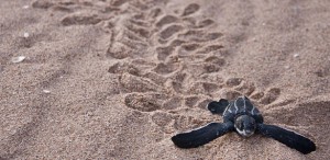 turtle15