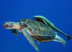 turtle16