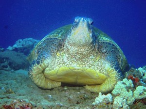 turtle18