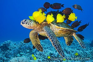 turtle2