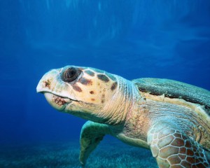turtle20