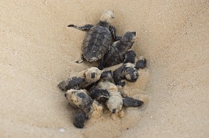 Hatching Together