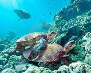 turtle23