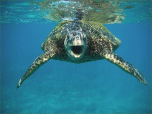 turtle25