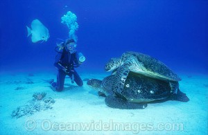turtle26