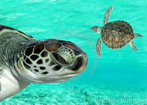 turtle27