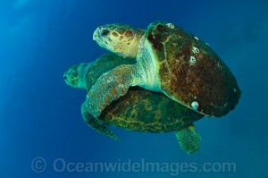 turtle29
