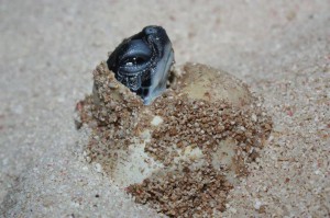 Hatching