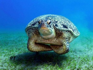 turtle33