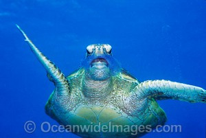 turtle35