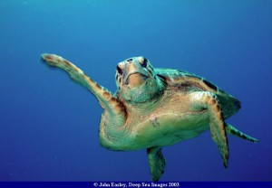 turtle36