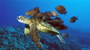 turtle4