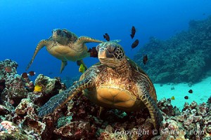 turtle5