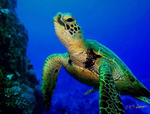 turtle6