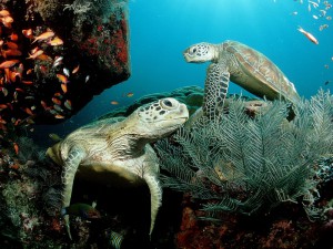 turtle7